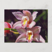 Orchidee Briefkaart (Voorkant)