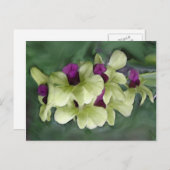Orchidee Briefkaart (Voorkant / Achterkant)