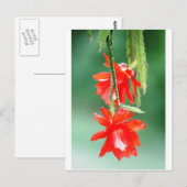 Orchidee Cactus in Bloom Briefkaart (Voorkant / Achterkant)