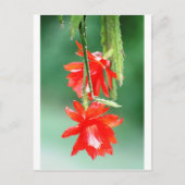 Orchidee Cactus in Bloom Briefkaart (Voorkant)