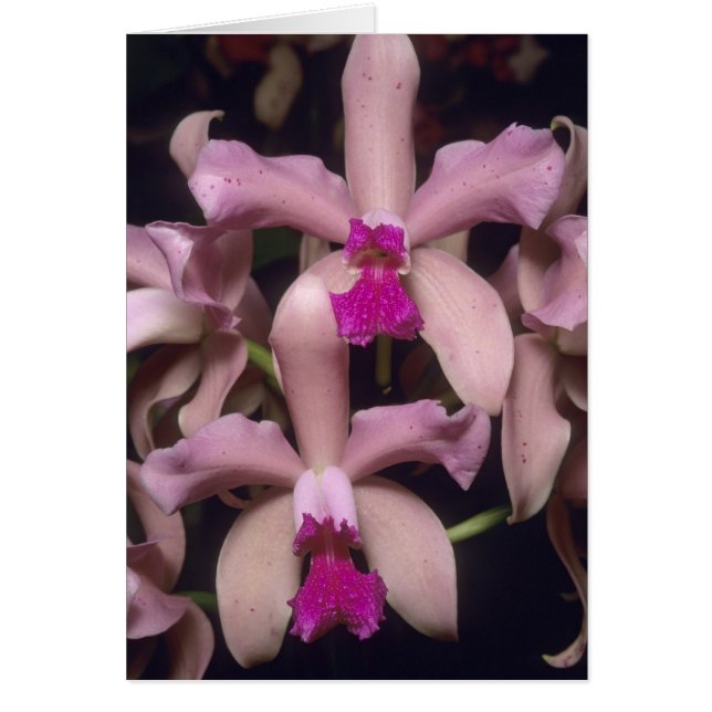Orchidee, (Cattleya amethystoglossa), oostelijk (Voorkant)