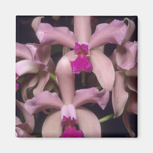 Orchidee, (Cattleya amethystoglossa), oostelijk Magneet (Voorkant)