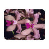 Orchidee, (Cattleya amethystoglossa), oostelijk Magneet (Horizontaal)