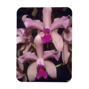 Orchidee, (Cattleya amethystoglossa), oostelijk Magneet