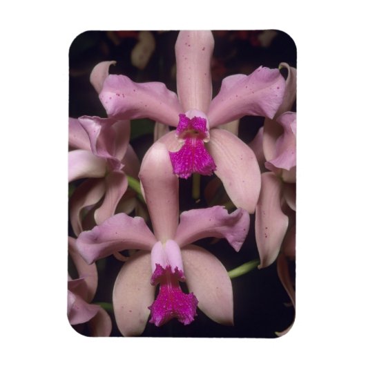 Orchidee, (Cattleya amethystoglossa), oostelijk Magneet (Verticaal)