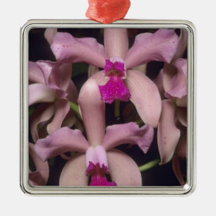 Orchidee, (Cattleya amethystoglossa), oostelijk Metalen Ornament