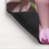 Orchidee, (Cattleya amethystoglossa), oostelijk Muismat (Hoek)