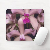 Orchidee, (Cattleya amethystoglossa), oostelijk Muismat (Met muis)