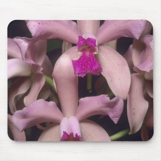 Orchidee, (Cattleya amethystoglossa), oostelijk Muismat (Voorkant)