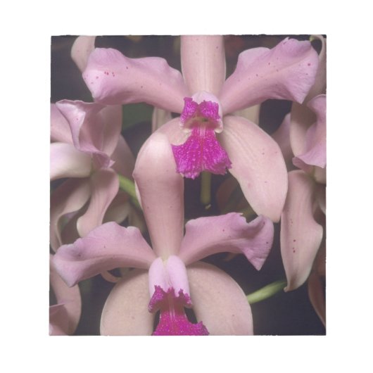 Orchidee, (Cattleya amethystoglossa), oostelijk Notitieblok (Voorkant)