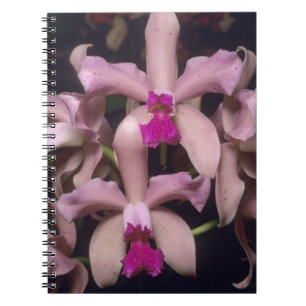 Orchidee, (Cattleya amethystoglossa), oostelijk Notitieboek