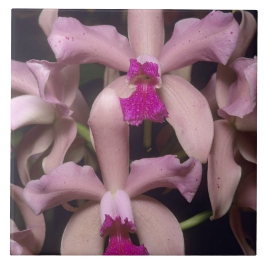 Orchidee, (Cattleya amethystoglossa), oostelijk Tegeltje (Voorkant)