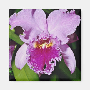 Orchidee, cattleya trianae (b c michaelangelo) str magneet