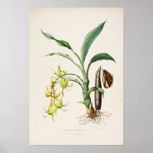 Orchidee Cycnoches ventricosum Print door Bateman