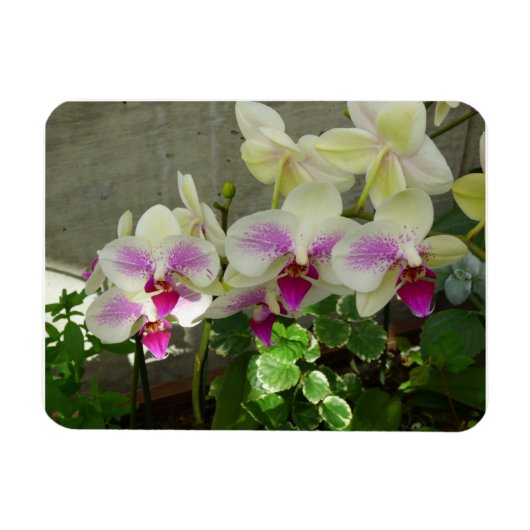 Orchidee flexibele fotomagneet magneet (Horizontaal)