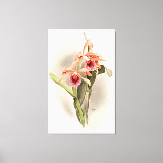 Orchidee geïllustreerd canvas afdruk