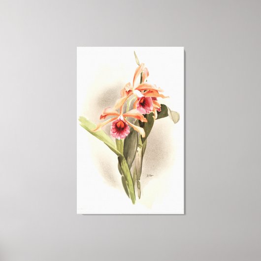 Orchidee geïllustreerd canvas afdruk (Voorkant)