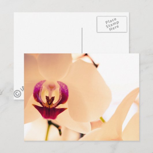 Orchidee glimlach briefkaart (Voorkant / Achterkant)