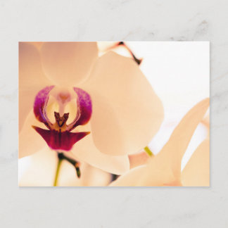 Orchidee glimlach briefkaart