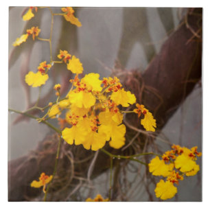 Orchidee - Gouden ochtend Tegeltje