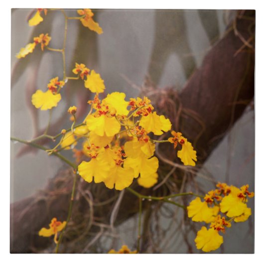 Orchidee - Gouden ochtend Tegeltje (Voorkant)