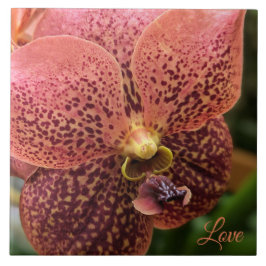 Orchidee in de ochtend tegeltje