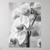 Orchidee in schwarz/weiß poster (Voorkant)