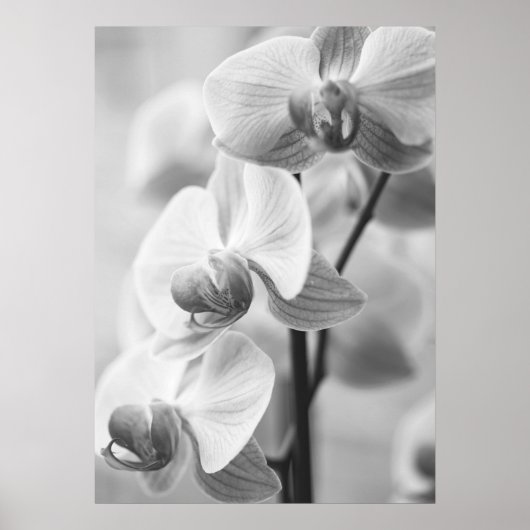 Orchidee in schwarz/weiß poster (Voorkant)