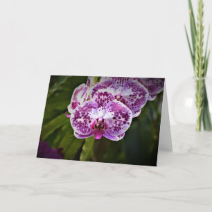 Orchidee, kaart