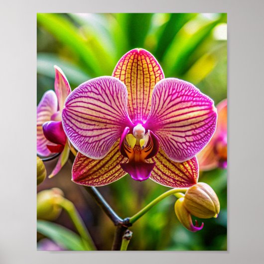 Orchidée kunstmuur poster (Voorkant)