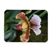 Orchidee Magneet (Horizontaal)