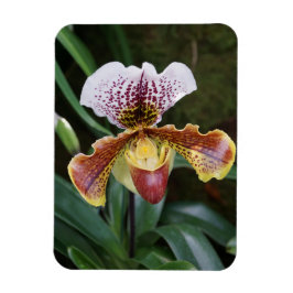 Orchidee Magneet