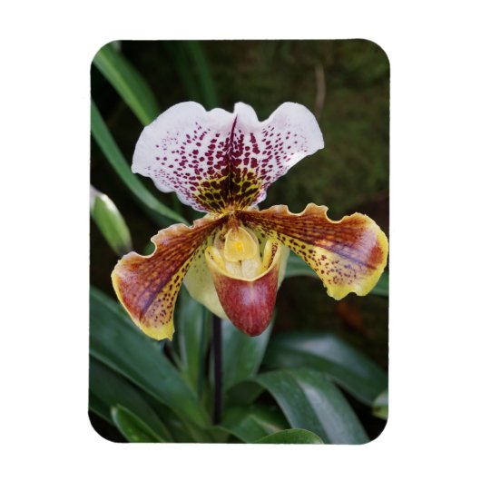 Orchidee Magneet (Verticaal)