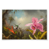 Orchidee met twee kolibries kop foto afdruk (Voorkant)