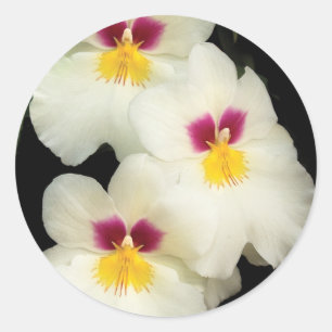 Orchidee - Miltoniopsis - De Drie Amigos Ronde Sticker