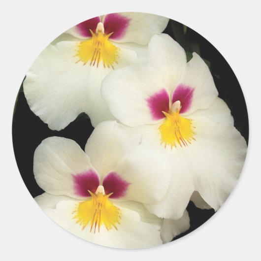 Orchidee - Miltoniopsis - De Drie Amigos Ronde Sticker (Voorkant)