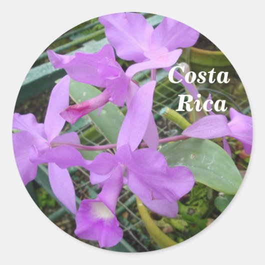 Orchidee — Nationale bloem van Costa Rica Ronde Sticker (Voorkant)