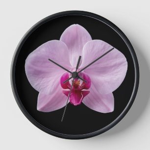 Orchidee op zwarte achtergrond