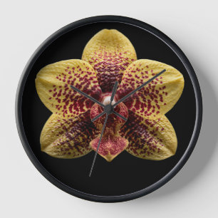Orchidee op zwarte achtergrond