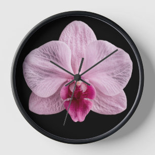 Orchidee op zwarte achtergrond