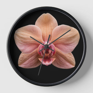 Orchidee op zwarte achtergrond