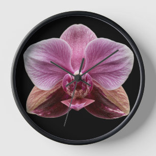 Orchidee op zwarte achtergrond
