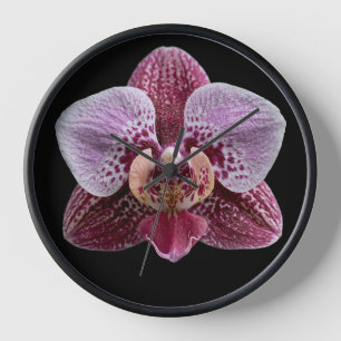 Orchidee op zwarte achtergrond