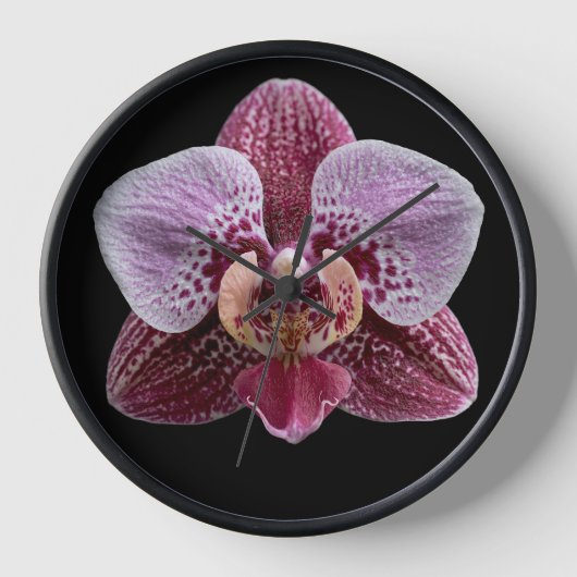 Orchidee op zwarte achtergrond (Voorkant)