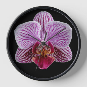 Orchidee op zwarte achtergrond