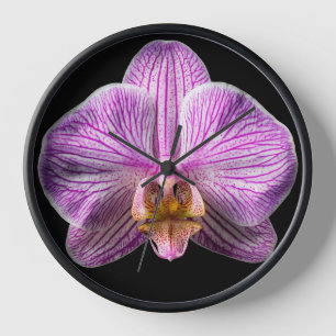 Orchidee op zwarte achtergrond