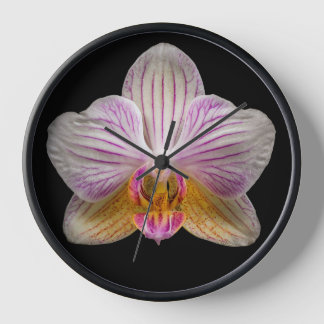 Orchidee op zwarte achtergrond