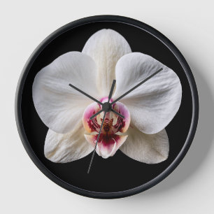 Orchidee op zwarte achtergrond