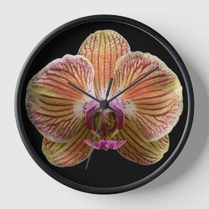 Orchidee op zwarte achtergrond