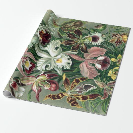  orchidee orkest Haeckel Lithograaf Poster Cadeaupapier (Uitgerold)
